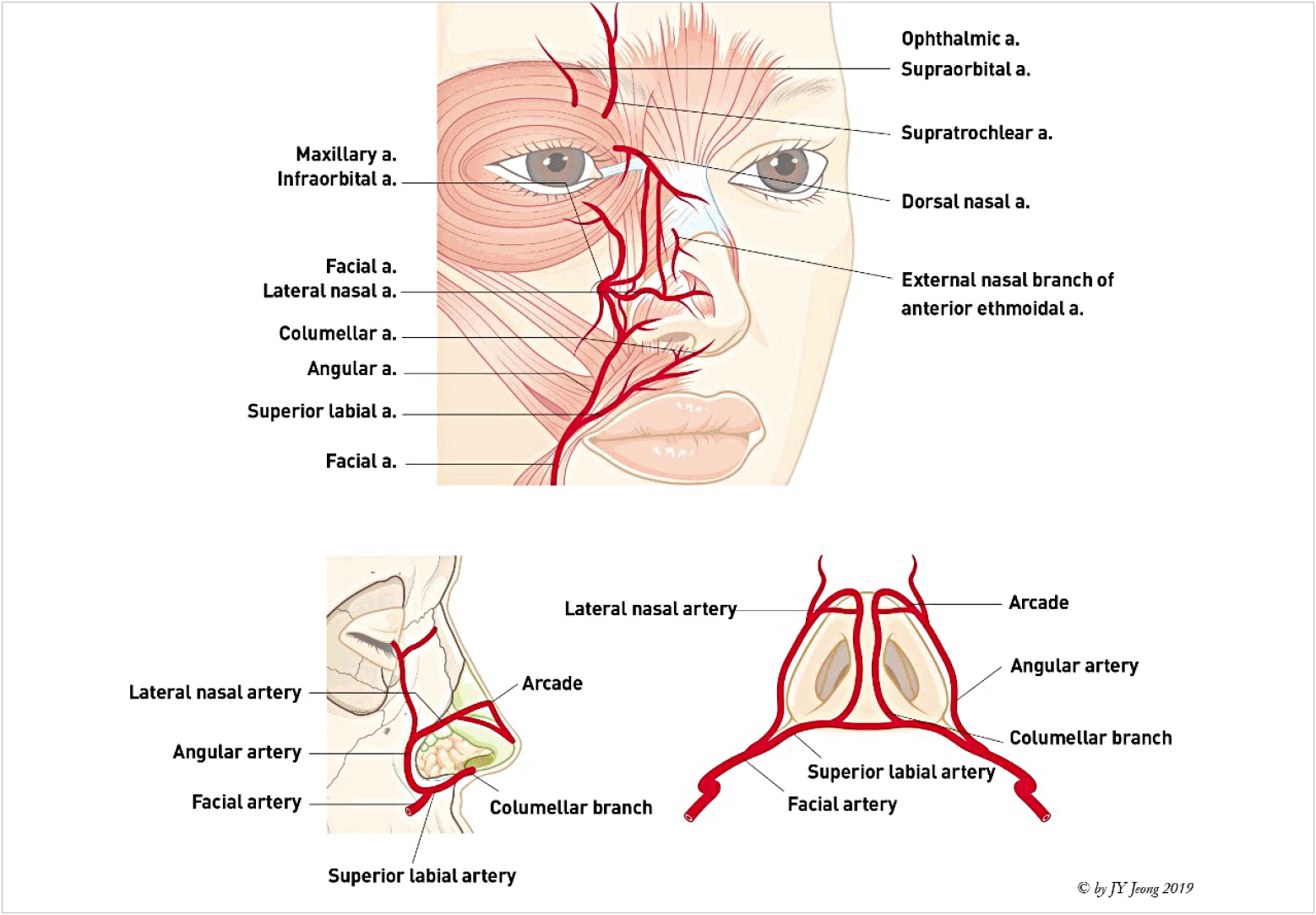 nasal a
