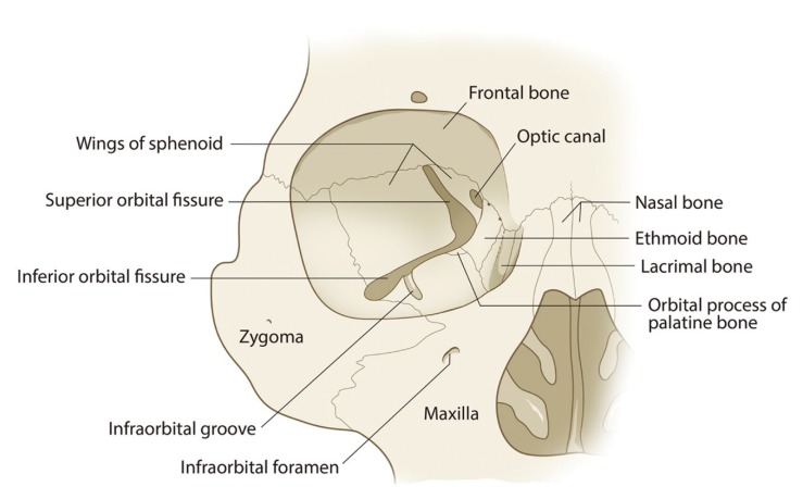 superior orbital fissure sphenoid
